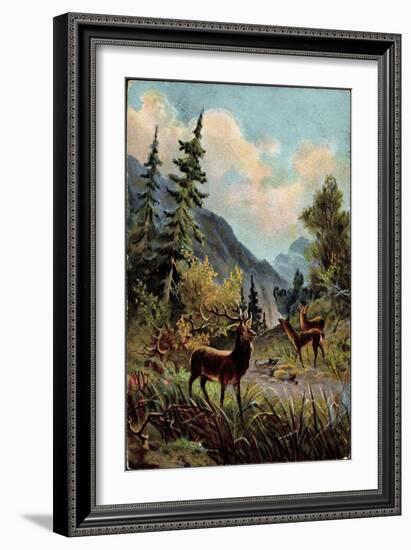 Künstler Hirsche Im Wald, Trinken Am Wasserlauf, Gebirge-null-Framed Giclee Print
