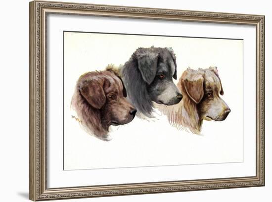 Künstler Jos. Gaber, Drei Hundeschnauzen, Braun, Schwarz-null-Framed Giclee Print