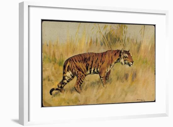 Künstler Tiger, Seitenprofil Des Jagdtieres-null-Framed Giclee Print