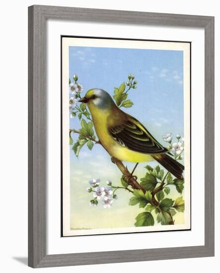 Künstler Zitronenzeisig, Carduelis Citrinella, Vogel-null-Framed Giclee Print