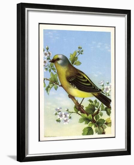 Künstler Zitronenzeisig, Carduelis Citrinella, Vogel-null-Framed Giclee Print