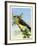 Künstler Zitronenzeisig, Carduelis Citrinella, Vogel-null-Framed Giclee Print