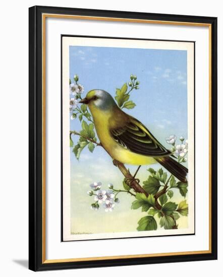 Künstler Zitronenzeisig, Carduelis Citrinella, Vogel-null-Framed Giclee Print