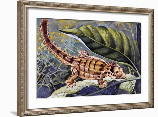 Kuhl's Flying Gecko (Ptychozoon Kuhli), Gekkonidae-null-Framed Giclee Print