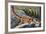 Kuhl's Flying Gecko (Ptychozoon Kuhli), Gekkonidae-null-Framed Giclee Print