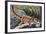 Kuhl's Flying Gecko (Ptychozoon Kuhli), Gekkonidae-null-Framed Giclee Print