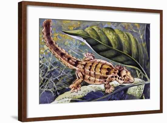 Kuhl's Flying Gecko (Ptychozoon Kuhli), Gekkonidae-null-Framed Giclee Print