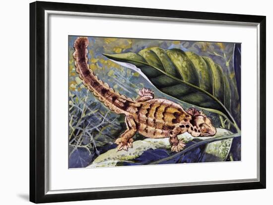 Kuhl's Flying Gecko (Ptychozoon Kuhli), Gekkonidae-null-Framed Giclee Print