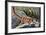 Kuhl's Flying Gecko (Ptychozoon Kuhli), Gekkonidae-null-Framed Giclee Print