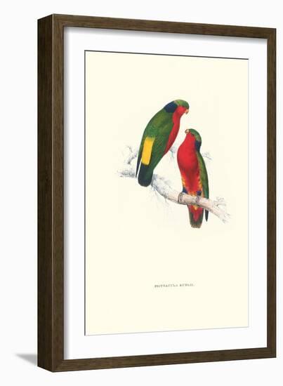 Kuhl's Parakeet - Vini Kuhli-Edward Lear-Framed Art Print