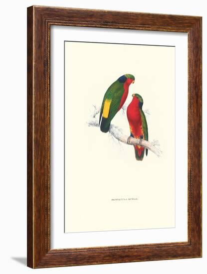 Kuhl's Parakeet - Vini Kuhli-Edward Lear-Framed Art Print