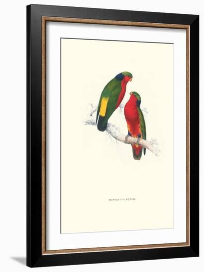 Kuhl's Parakeet - Vini Kuhli-Edward Lear-Framed Art Print