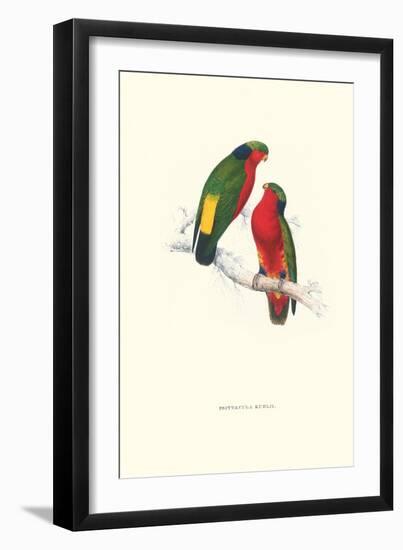 Kuhl's Parakeet - Vini Kuhli-Edward Lear-Framed Art Print