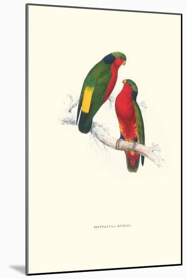 Kuhl's Parakeet - Vini Kuhli-Edward Lear-Mounted Art Print