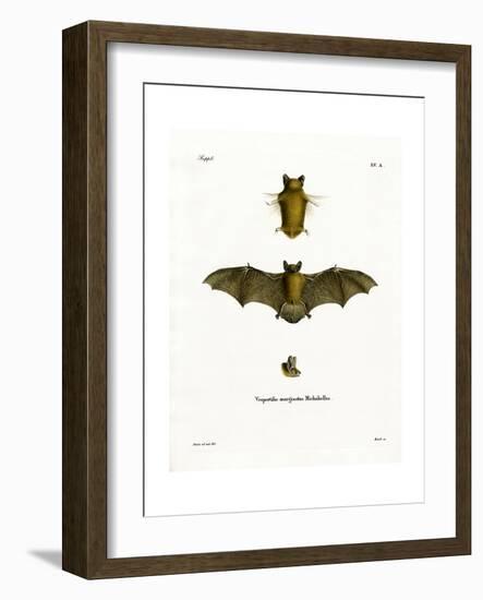 Kuhl's Pipistrelle-null-Framed Giclee Print