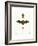 Kuhl's Pipistrelle-null-Framed Giclee Print