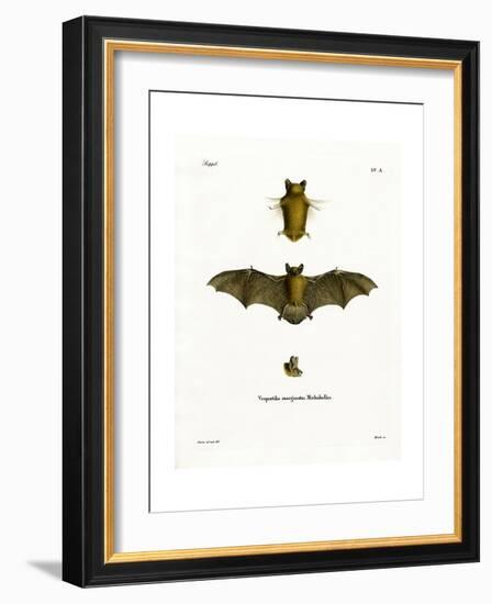 Kuhl's Pipistrelle-null-Framed Giclee Print