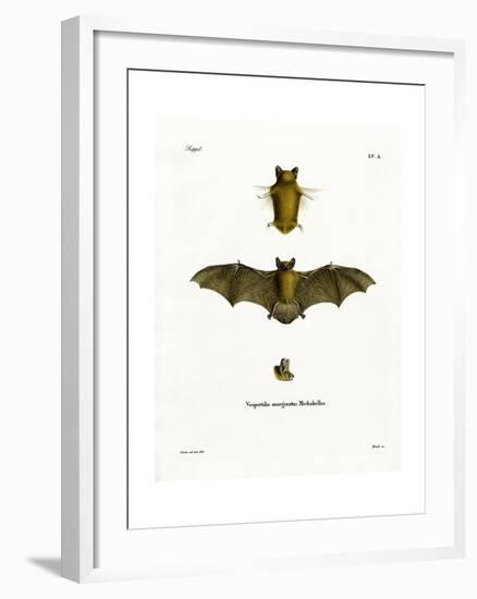 Kuhl's Pipistrelle-null-Framed Giclee Print