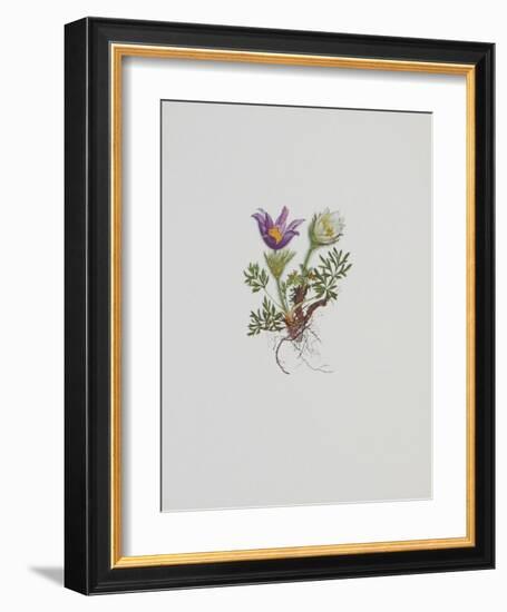 Kuhschelle-Moritz Michael Daffinger-Framed Art Print