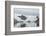 Kujatdeleq Glacier, Prins Christian Sund, southern Greenland, Polar Regions-Tony Waltham-Framed Photographic Print