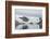 Kujatdeleq Glacier, Prins Christian Sund, southern Greenland, Polar Regions-Tony Waltham-Framed Photographic Print