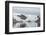 Kujatdeleq Glacier, Prins Christian Sund, southern Greenland, Polar Regions-Tony Waltham-Framed Photographic Print