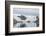 Kujatdeleq Glacier, Prins Christian Sund, southern Greenland, Polar Regions-Tony Waltham-Framed Photographic Print