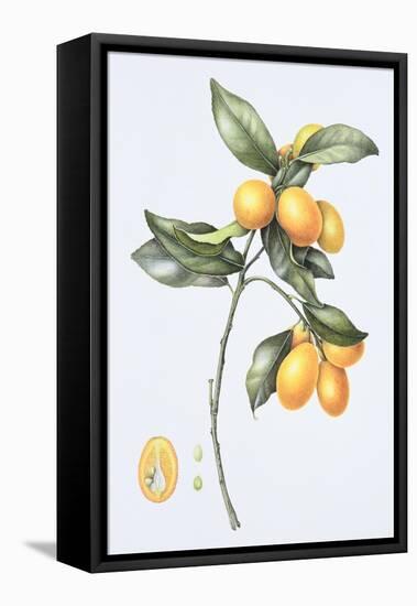 Kumquat, 1996-Margaret Ann Eden-Framed Premier Image Canvas