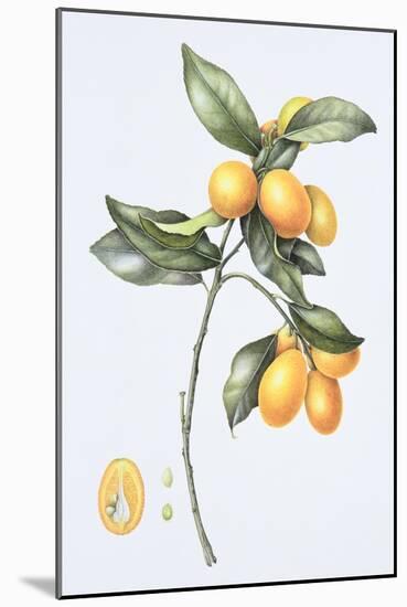 Kumquat, 1996-Margaret Ann Eden-Mounted Giclee Print
