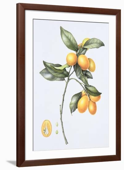 Kumquat, 1996-Margaret Ann Eden-Framed Giclee Print