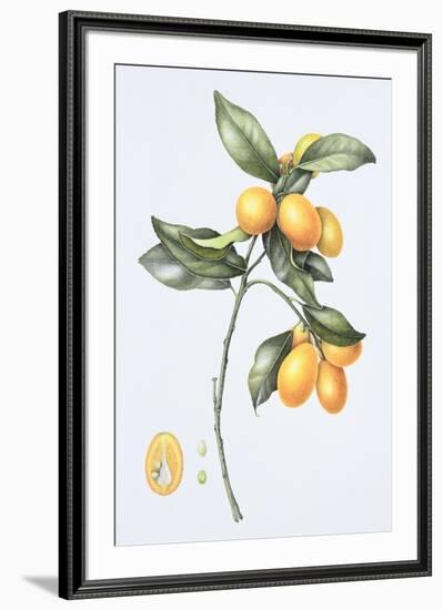 Kumquat, 1996-Margaret Ann Eden-Framed Giclee Print