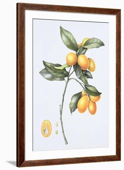 Kumquat, 1996-Margaret Ann Eden-Framed Giclee Print