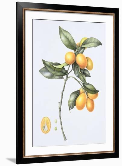 Kumquat, 1996-Margaret Ann Eden-Framed Giclee Print