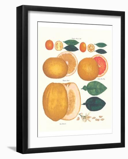 Kumquat and Grapefruit-null-Framed Art Print