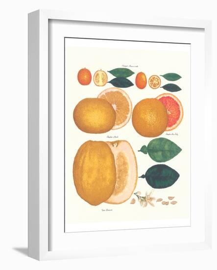 Kumquat and Grapefruit-null-Framed Art Print