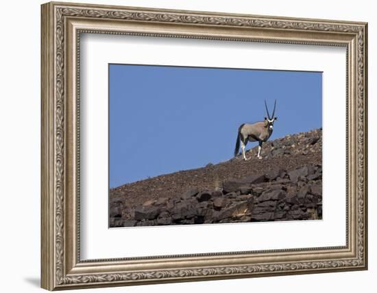 Kunene, Namibia. Oryx Stands on a Rocky Ridge-Janet Muir-Framed Photographic Print