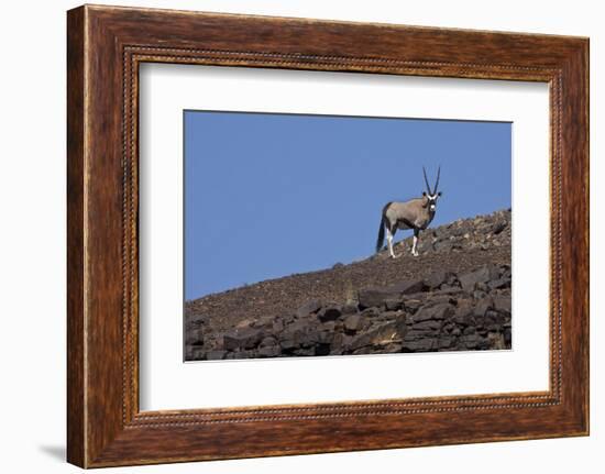 Kunene, Namibia. Oryx Stands on a Rocky Ridge-Janet Muir-Framed Photographic Print