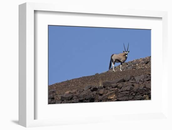 Kunene, Namibia. Oryx Stands on a Rocky Ridge-Janet Muir-Framed Photographic Print