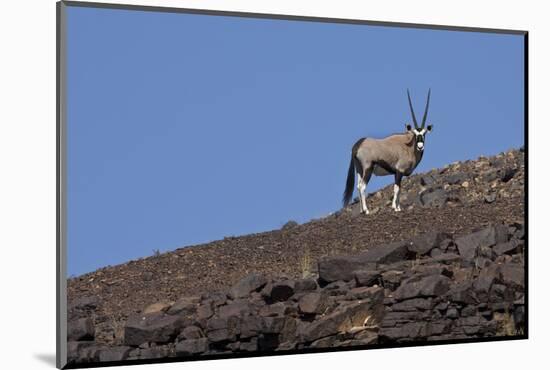 Kunene, Namibia. Oryx Stands on a Rocky Ridge-Janet Muir-Mounted Photographic Print