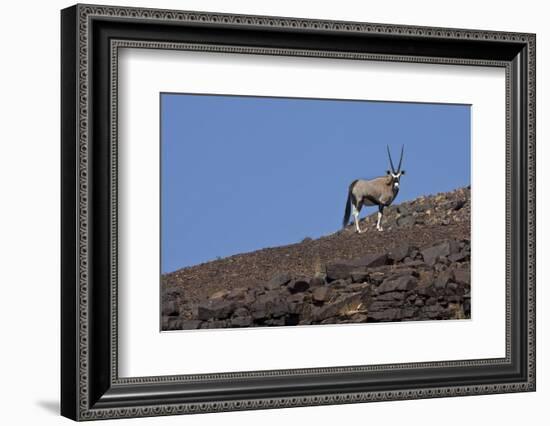 Kunene, Namibia. Oryx Stands on a Rocky Ridge-Janet Muir-Framed Photographic Print