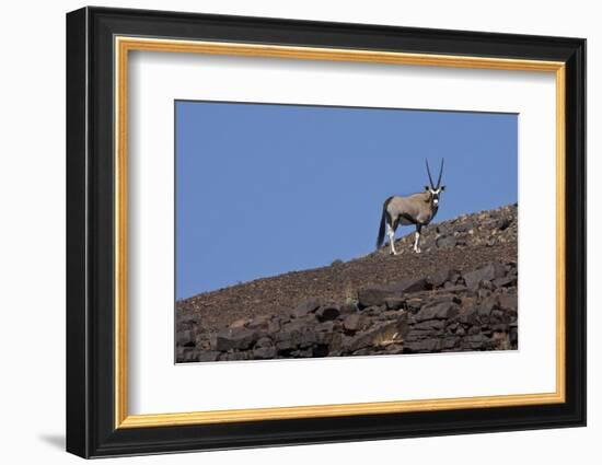 Kunene, Namibia. Oryx Stands on a Rocky Ridge-Janet Muir-Framed Photographic Print