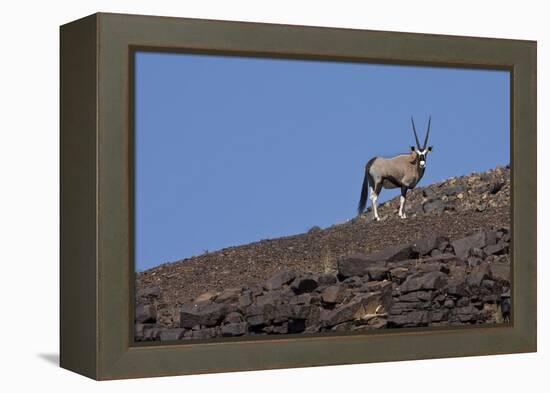 Kunene, Namibia. Oryx Stands on a Rocky Ridge-Janet Muir-Framed Premier Image Canvas