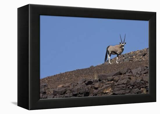 Kunene, Namibia. Oryx Stands on a Rocky Ridge-Janet Muir-Framed Premier Image Canvas