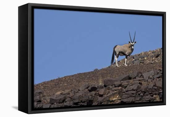 Kunene, Namibia. Oryx Stands on a Rocky Ridge-Janet Muir-Framed Premier Image Canvas