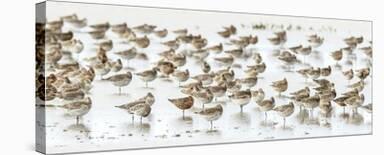 Bar-Tailed Godwit 19-Kurien Yohannan-Framed Photographic Print