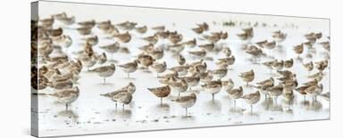 Bar-Tailed Godwit 19-Kurien Yohannan-Framed Giclee Print