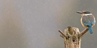 Bar-Tailed Godwit 19-Kurien Yohannan-Photographic Print