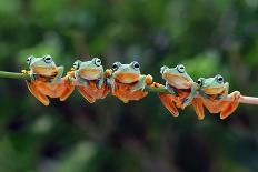 Beautiful Javan Tree Frog Sitting on Branch, Flying Frog Lined up on the Bridge-Kurit afshen-Photographic Print
