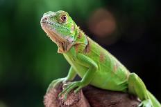 Beautiful Javan Tree Frog Sitting on Branch, Flying Frog Lined up on the Bridge-Kurit afshen-Photographic Print