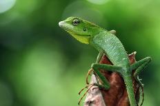 Beautiful Javan Tree Frog Sitting on Branch, Flying Frog Lined up on the Bridge-Kurit afshen-Photographic Print